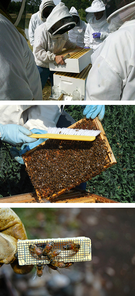 Beekeepers at work